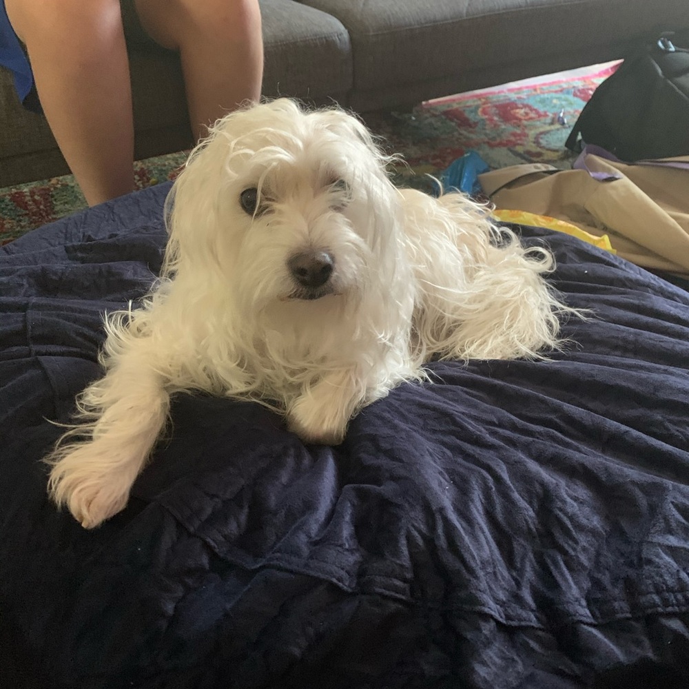 Meet your Posher, Holly